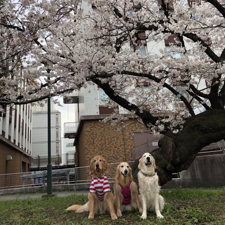 B4305061 c7f2 4f42 ad35 5039d2dbd07f 1522413378105