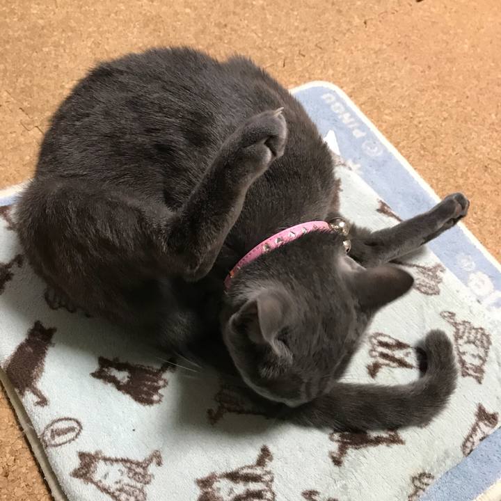 B4331a18 b5da 4016 b71e 2b6ac0f6122f 1512732474784