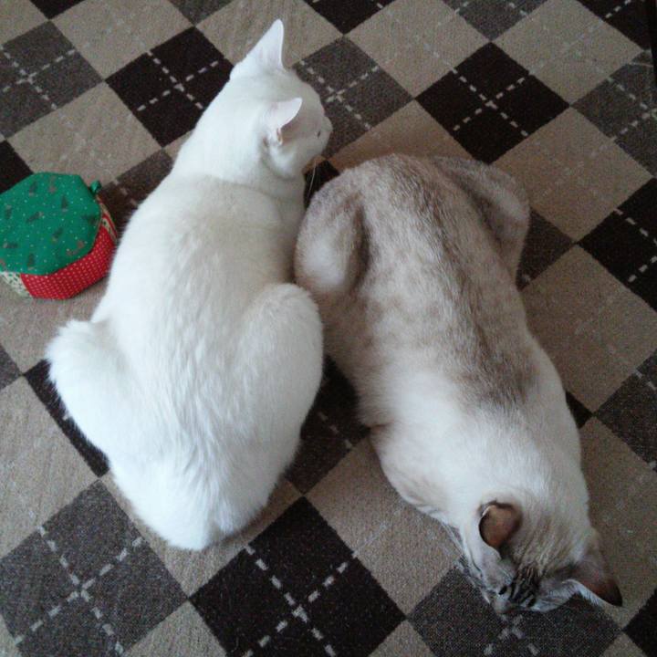 B435649a 475a 4204 9a76 124e44d8071b 1511315364189