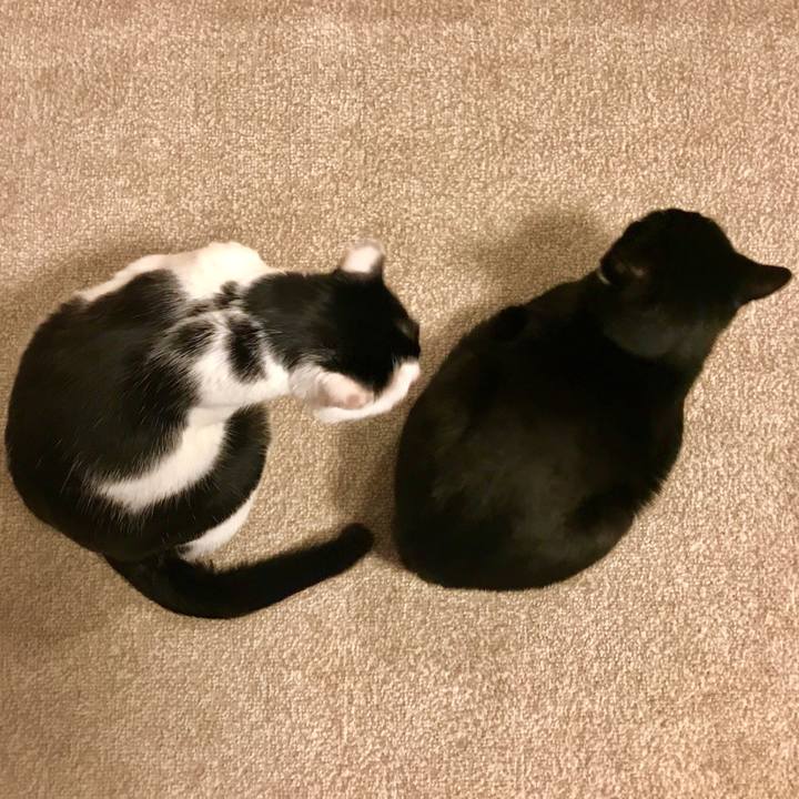 B43942e2 f46c 4162 a59a 3e7402c70554 1517572137826