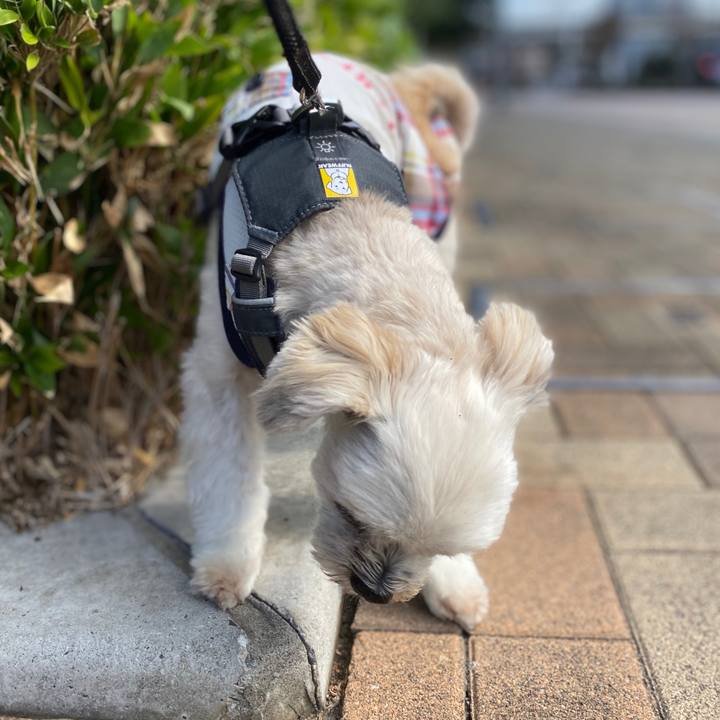 B43b446b 68c2 42bd 9812 53e27bc9179d 1573277726211