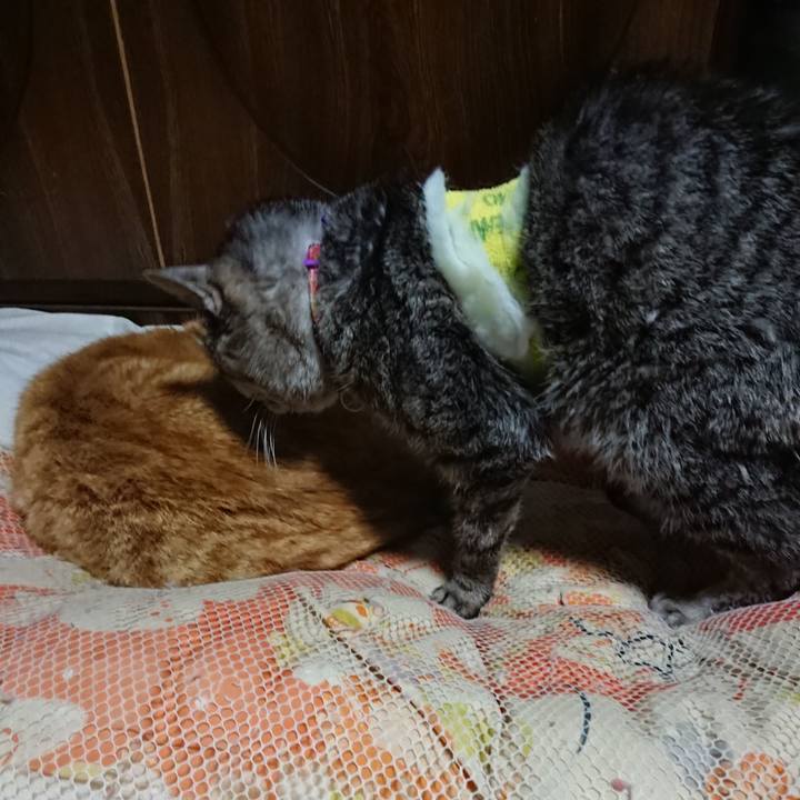 B43c9836 9804 40b2 82cb 749607c21365 1586521682310