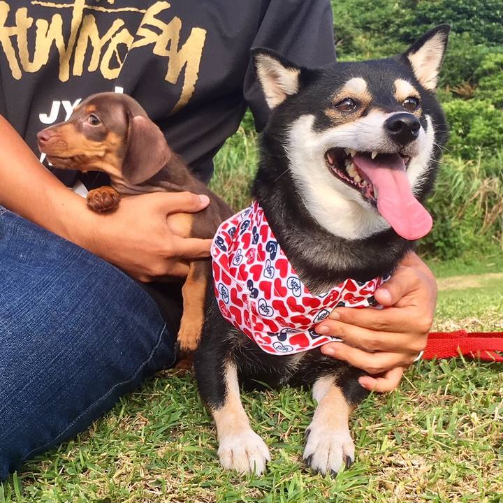 B43e8619 c68b 4871 b1fa 15e07e021aaa 1533654272586