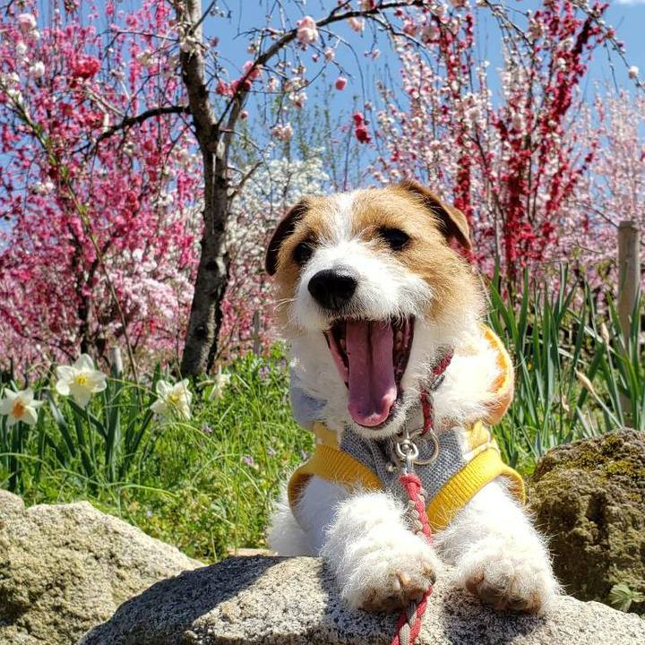 B43e8a52 c286 4c44 b307 44dbb5df795f 1555130064012