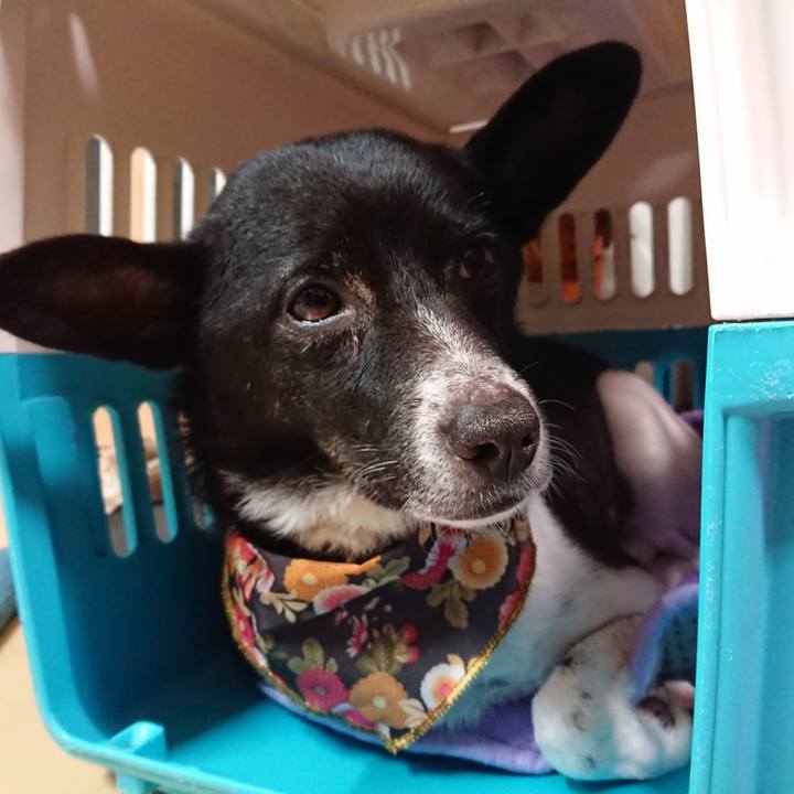 B43f04d5 f846 4dcd 88b6 b4cf8fecc953 1546346549607