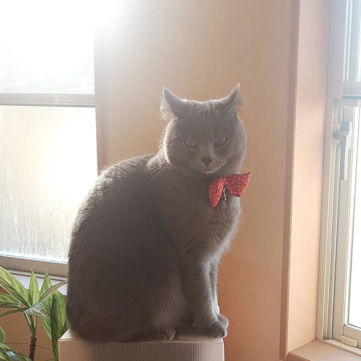 B440e194 8265 41f0 ad2d 6c2287c58e2b 1547599154110