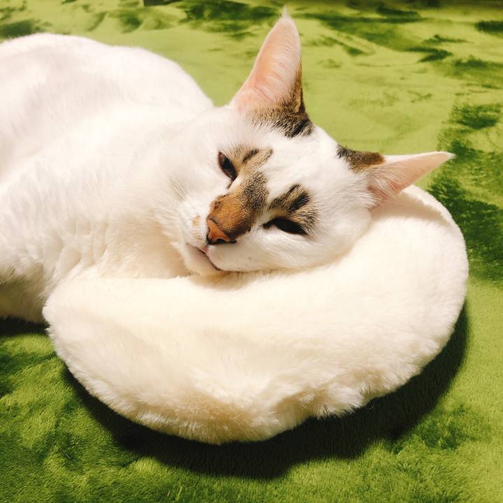 B4423ef2 e152 4cf9 a28f e8193908ead6 1576980845324