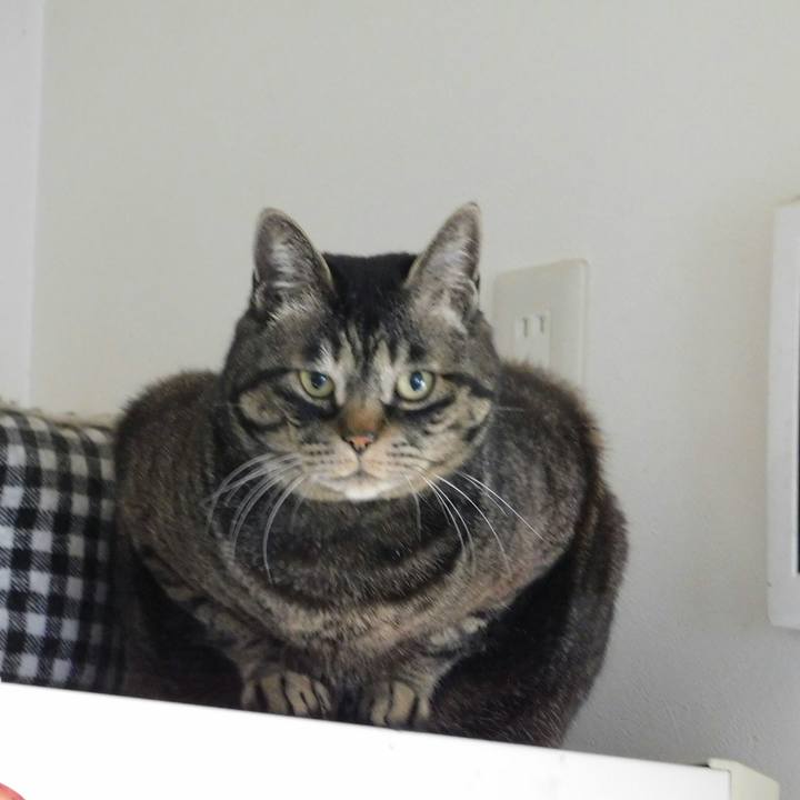 B4443ccb f268 428d 9a4c b9e526fb80bb 1618458531912