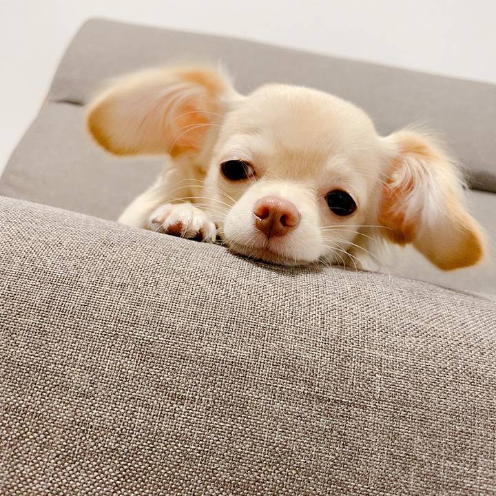 B445556d 97c4 401c a528 ff92c65e5e2b 1597321153832