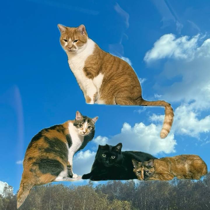 B4474fc1 dbaf 4e71 9eb6 5f942451e85b 1763901801616