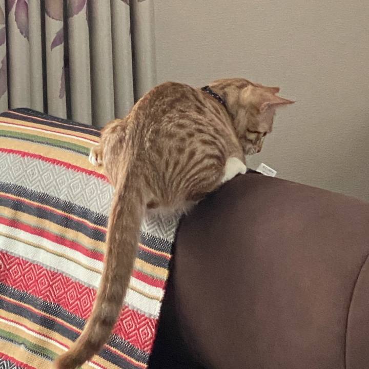 B4498cbb ecd9 4d67 8a52 63e79ed97c27 1603497054649