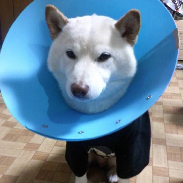 B44a7745 4b17 440c a29c 96817280af8a 1635246039230