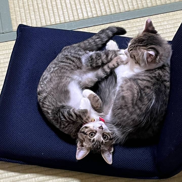 B44ab23b 8faf 45ac 8d5c 4a04475dc395 1690843952612