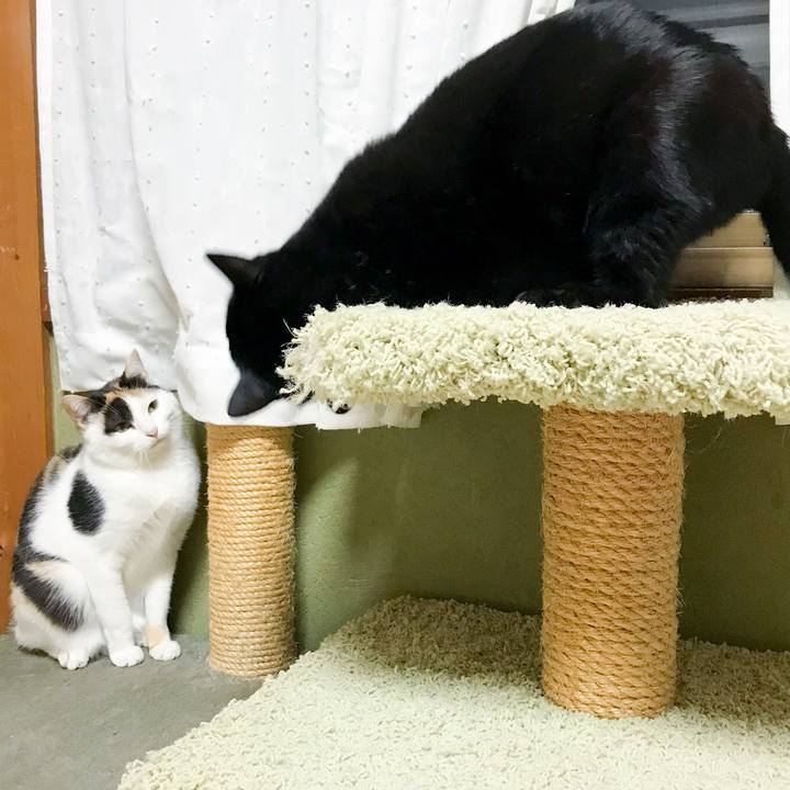 B44e102c 102d 4611 86bc d74c27823622 1514939368706