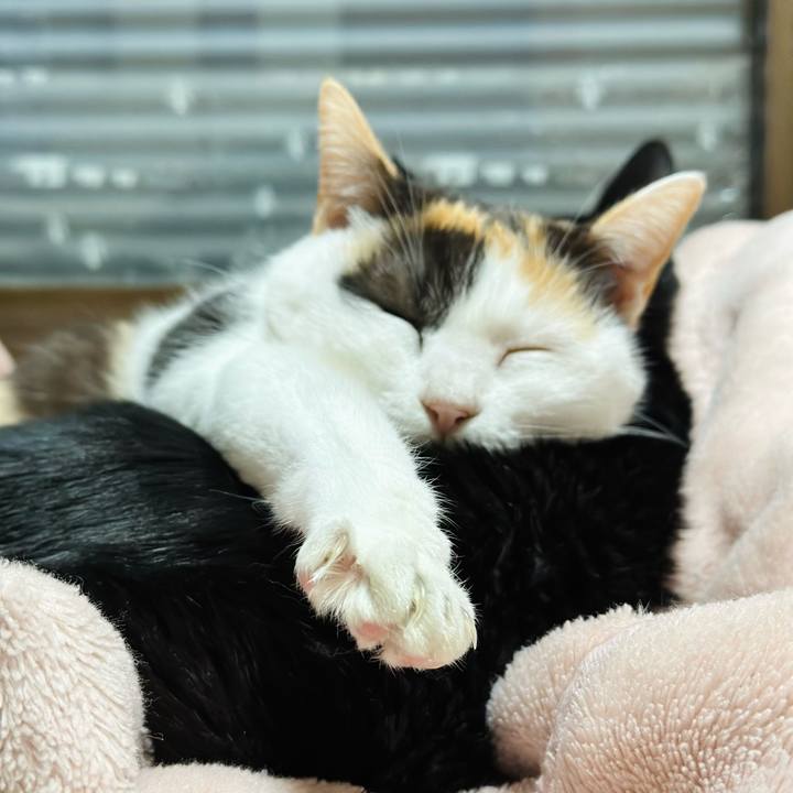 B44ed4e8 1639 40ce afae 3f3a40c570f4 1703990966221