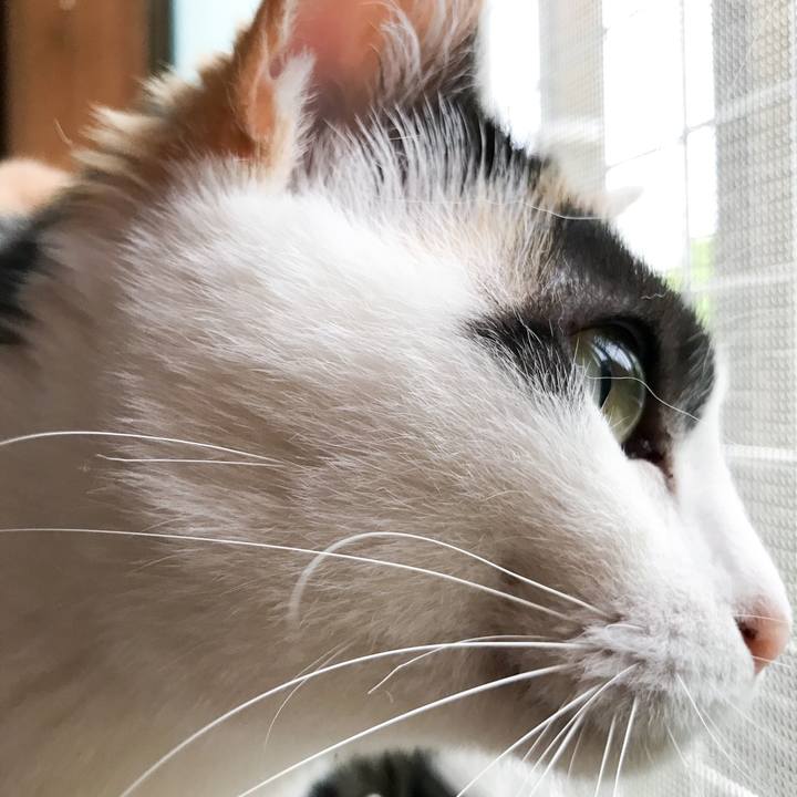 B457f791 4669 4629 b8b2 338a0dede503 1529761636761