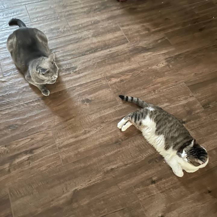 B45a1598 0486 4e46 bc7f d0958ff4c49c 1743910455554