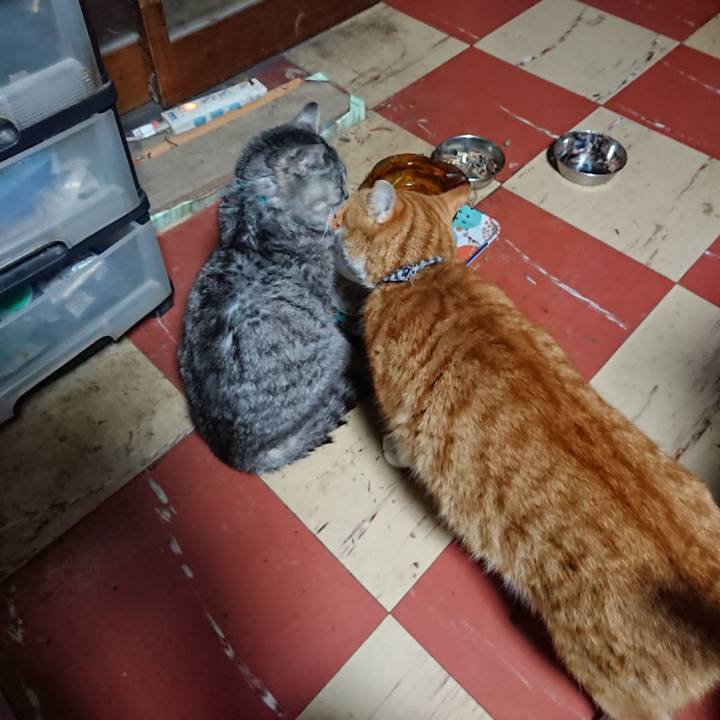 B45a1b43 5e72 4e85 8c50 2b254ce1a12a 1574541031620