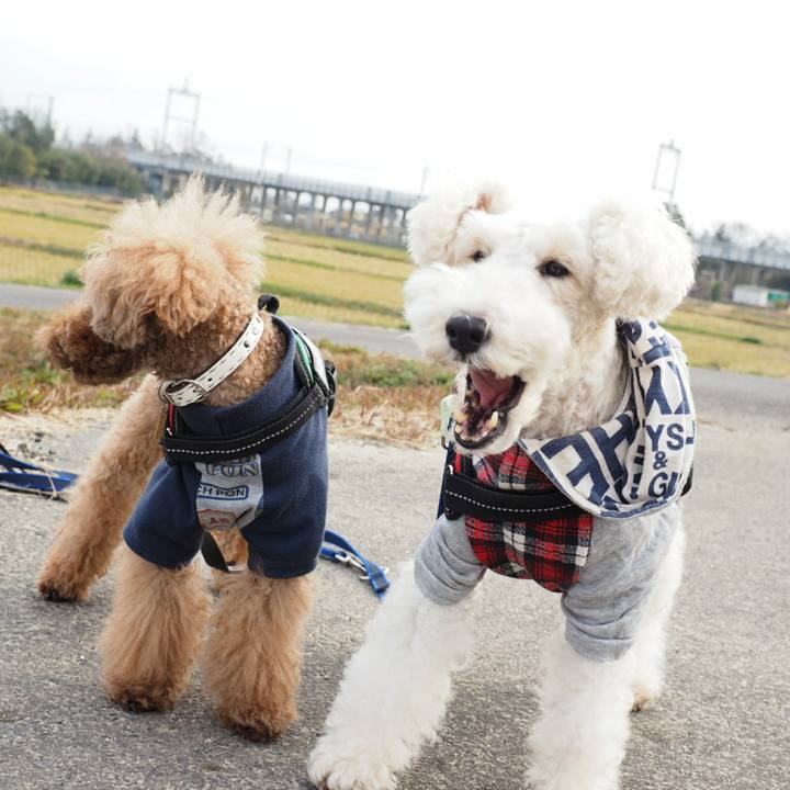 B45ad59d 7db0 443d 811a a1687974a65d 1511754333032