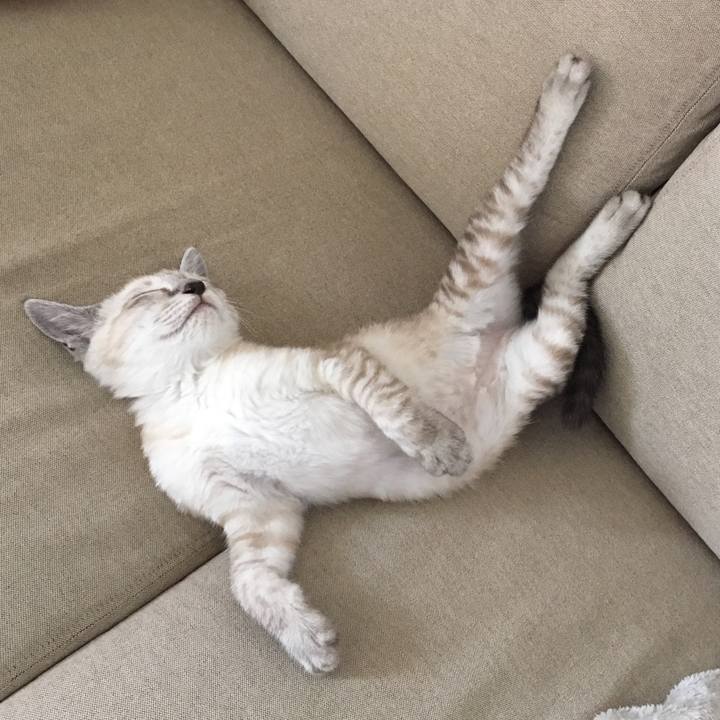 B45e6b21 71de 4153 b8de 4bf53f5384b3 1532785192918