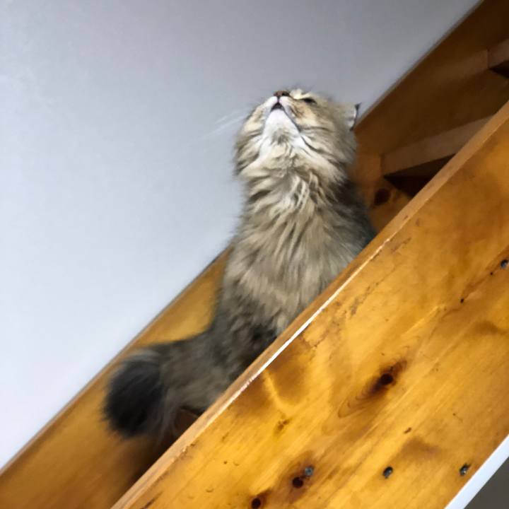 B4617357 c017 45a4 8cb9 a4148e6ffbb8 1556407416136