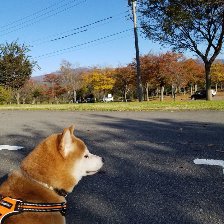 B461e778 17cc 4396 bb58 e7f9f17c65c3 1604123264561