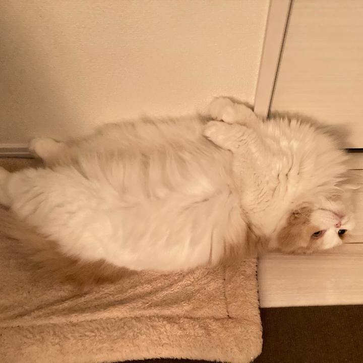 B464b39c 89d6 4606 a79c 70919af4f4d3 1607778048012