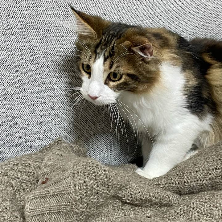 B4671cec db76 4d84 b6f7 5c13cf4ee3eb 1636460499860