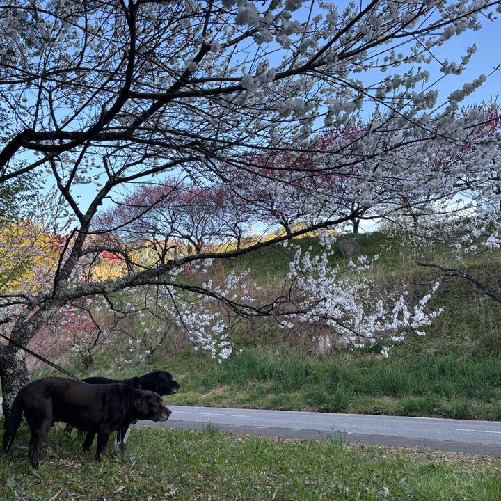 B468cd07 608f 46d0 91e6 5f2d0685a24f 1776863482794