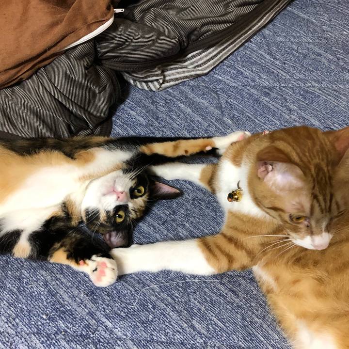 B470bec1 7c59 4785 b6df 2eddfa6f681f 1566262831412