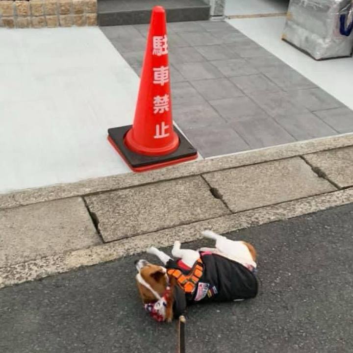 B4727a11 1af2 4e55 93d4 3486a68cf50f 1705798592723