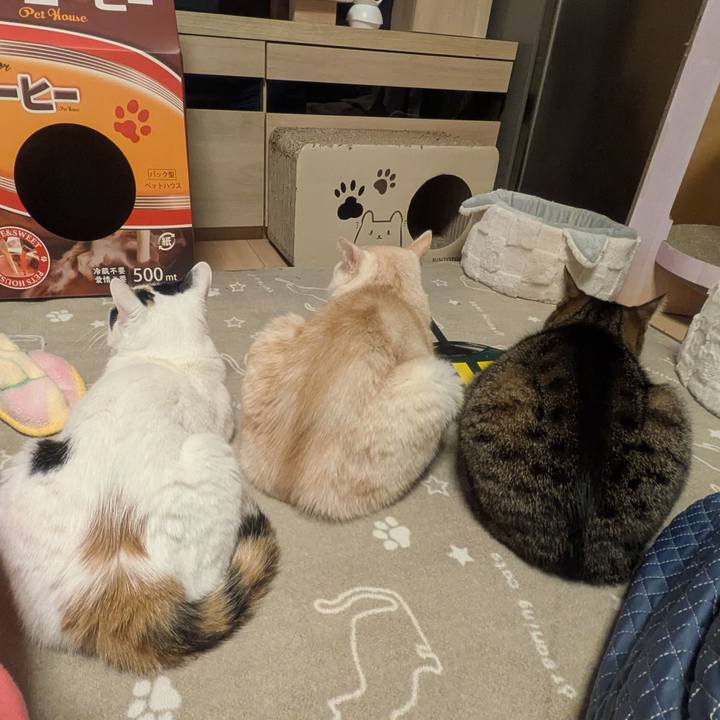 B477780f b3fa 4631 b273 0b89d32e46b6 1765029886006