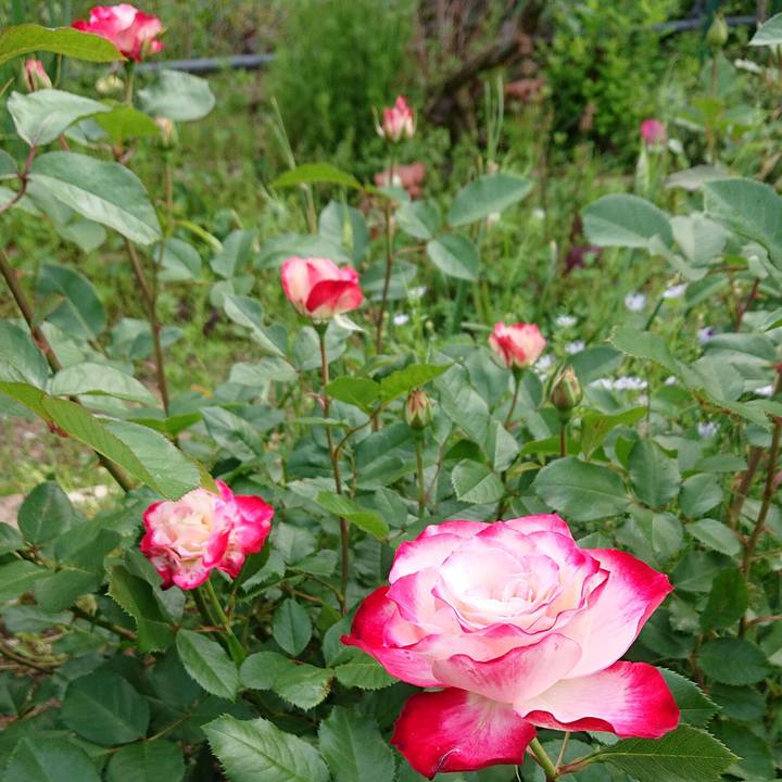 B478bfc8 dddd 4f2c 89a5 a41c08d62114 1651840511958