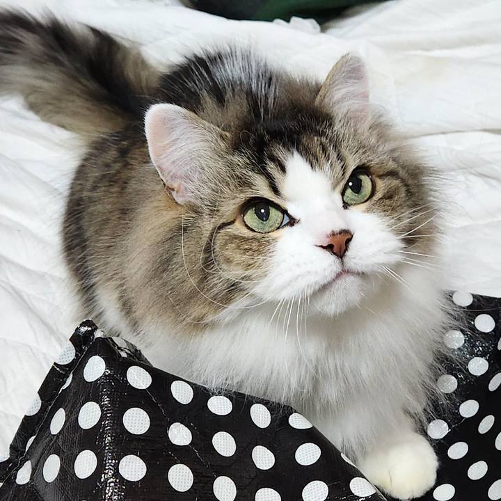 B47d2058 6866 43b3 beca eb477d0abda3 1770417501648