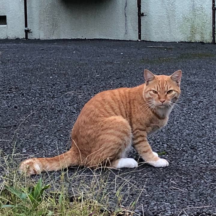 B47e7254 9927 4265 bb14 2b1a389eb2f0 1538832624414