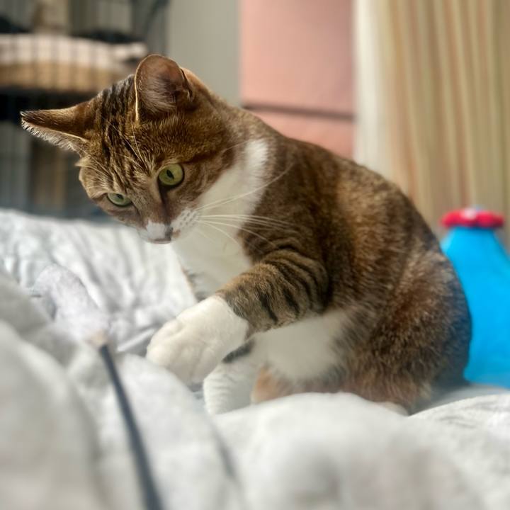 B48769f7 0675 4108 a6f9 4b7a0f75edd7 1760779806367