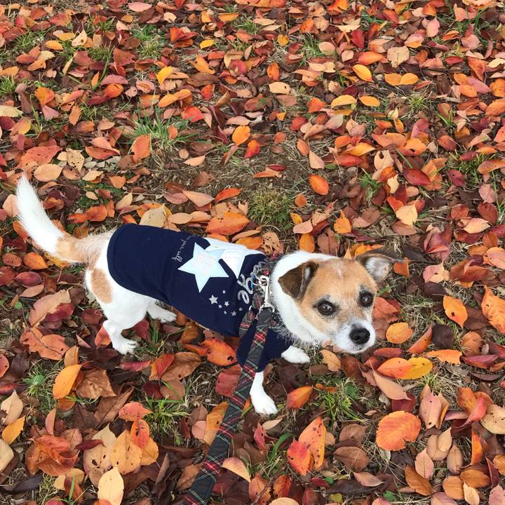 B491c2d6 875d 4fdf b8de 935856af85f7 1543298362992