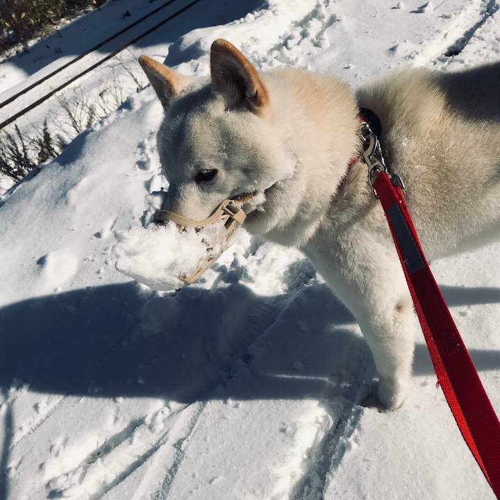 B494a690 a6ea 4690 8863 ed88631b24a0 1543732893387