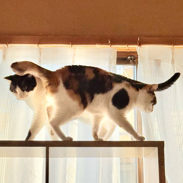 B4953de9 4e4f 4d2a a33f 999909be596a 1738809927382