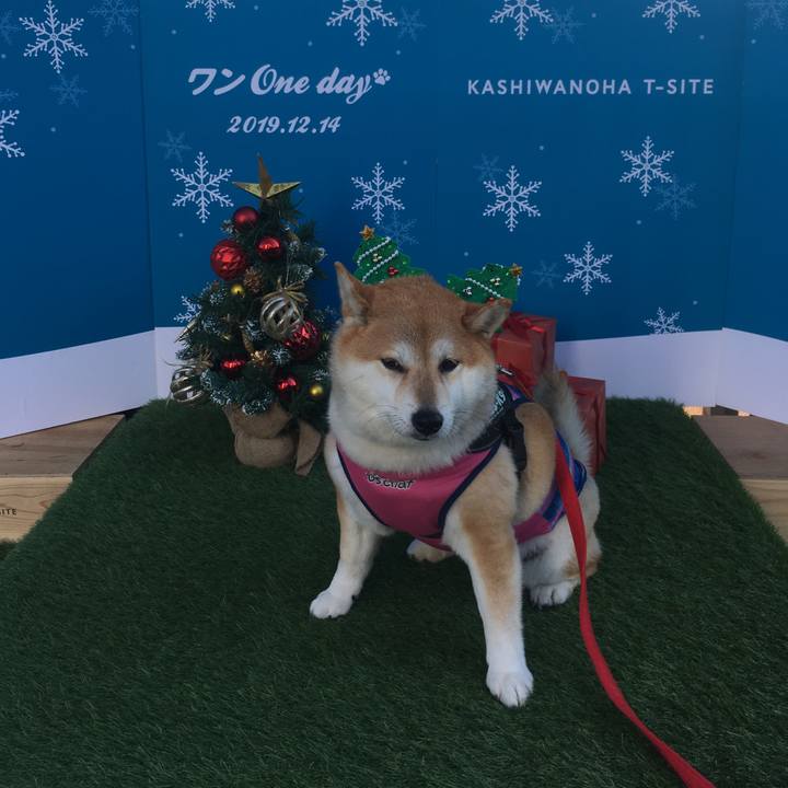 B495648d 1b0f 4dc3 a5ca c39c7985c97d 1576312430345