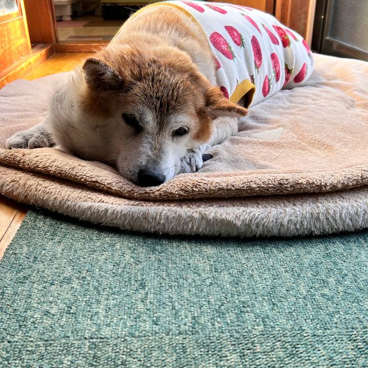 B49ed460 8f6a 4e83 8c32 d0c85b4e85b1 1762152339260