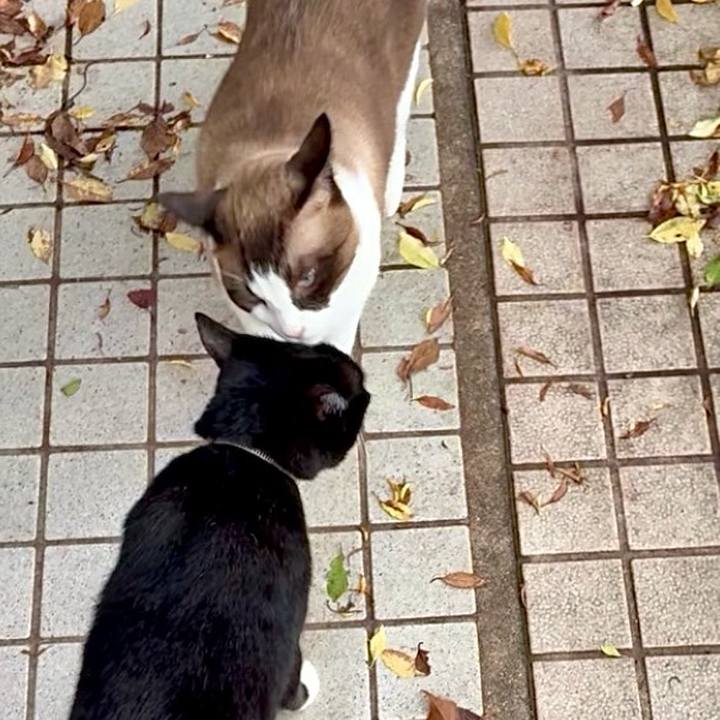 B4a335e5 0f77 40fd bae3 17f95a22ba26 1754447709642