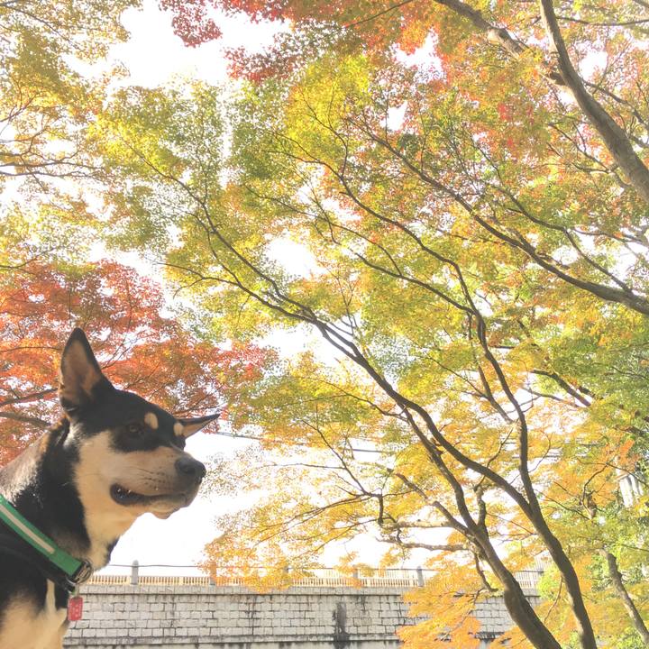 B4a3b817 10cf 4902 b0e5 525013e43ffd 1510365805427