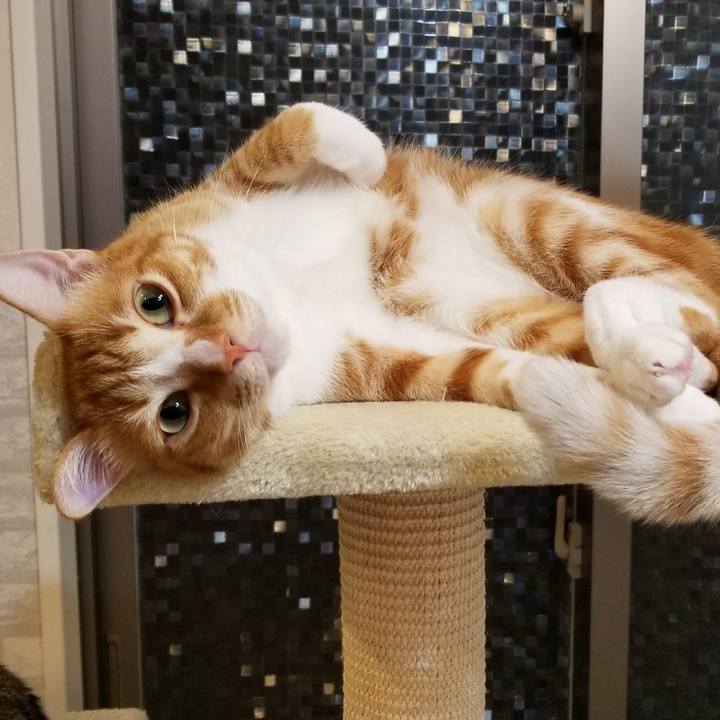 B4a68480 03fc 4347 b9db 96fa39c22693 1519651507331