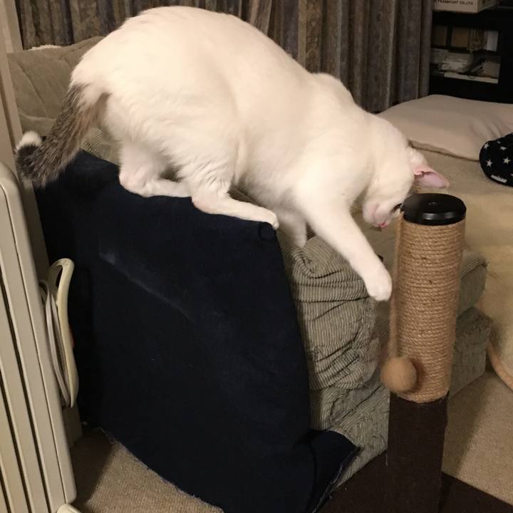 B4a75402 61db 48ec 95f1 b7b5bf9de4b3 1545713598481