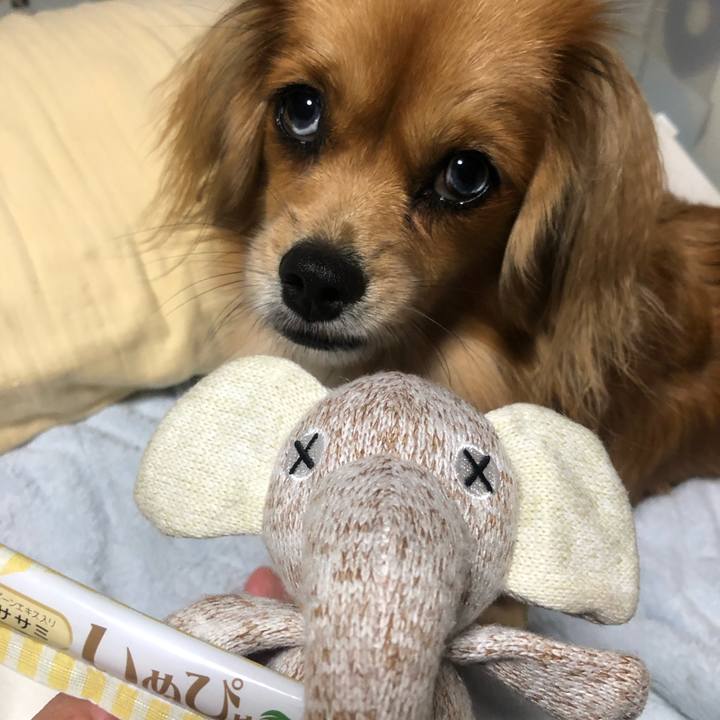 B4abe77c f43b 4809 bff7 f1a22d8db351 1541801047060