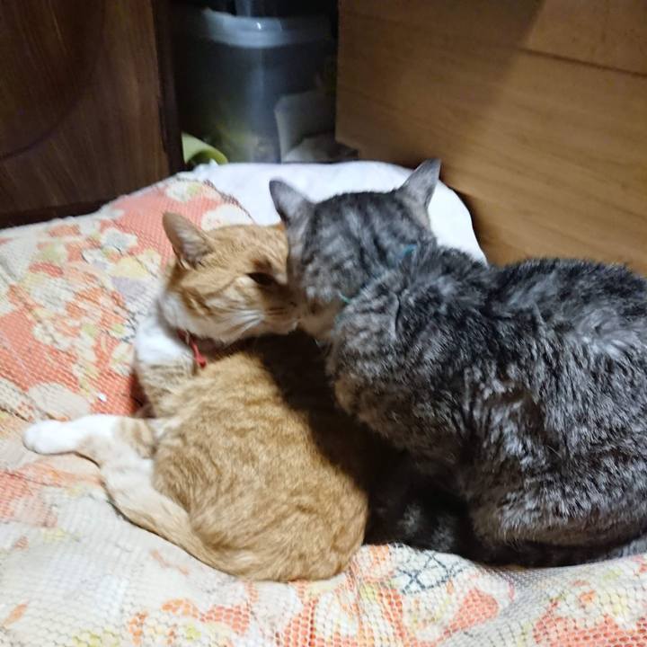 B4ad7223 ac78 483b 9899 83137ae3ddda 1605960242001