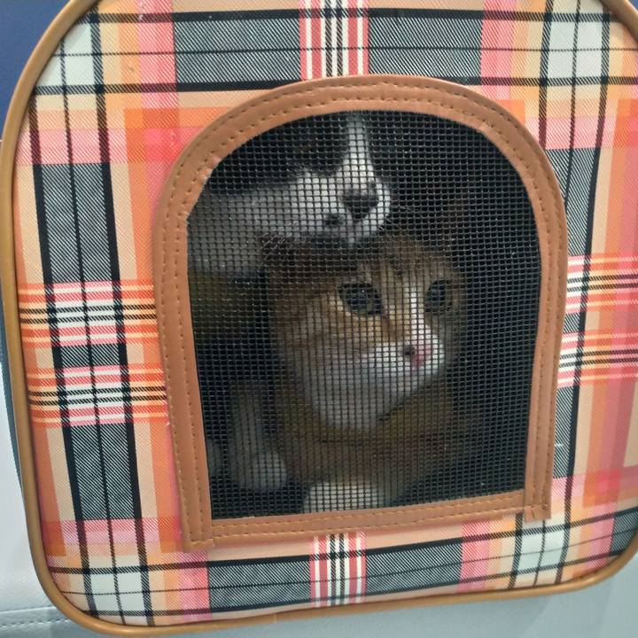 B4b6e451 87c7 4eb4 b968 c24d8ca40a58 1579305905185