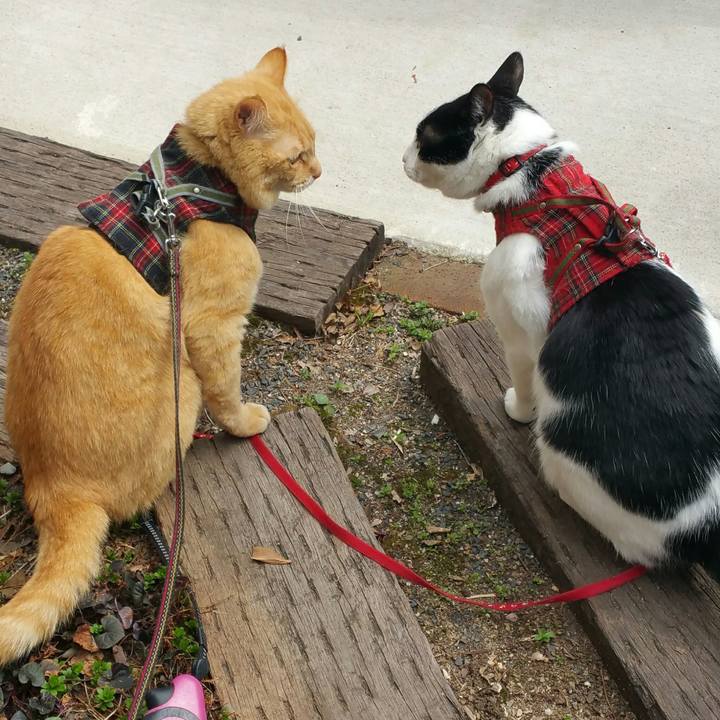 B4bab2a9 89c2 415c adbc 3a7f92ba052c 1522286931109