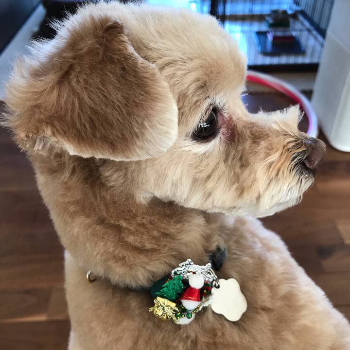 B4bae366 59f3 4c80 923e d8293c03a4f8 1543550562428